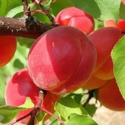 Big Red ( Prunus armeniaca 'Big Red' ) sárgabarack