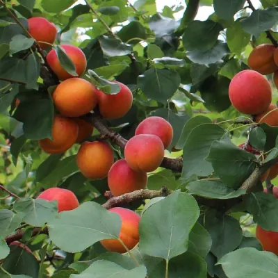 Prunus armeniaca 'Lady Cot' kajszibarack korai-középérésű kajszifajta. Kifejezetten ellenálló a tavaszi fagyokkal szemben.