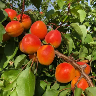 Madrigal ( Prunus armeniaca 'Madrigal' ) kajszibarack az egyik legígéretesebb, prémium minőségű közép-késői kajszifajta