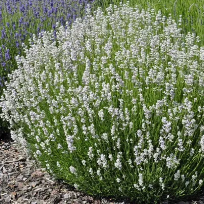Edelweiss levendula konténerben (cserépben) - fehér virágú Edelweiss fehér illatos levendula