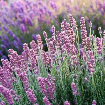 Hidcote Pink rózsaszín levendula konténerben (cserépben)