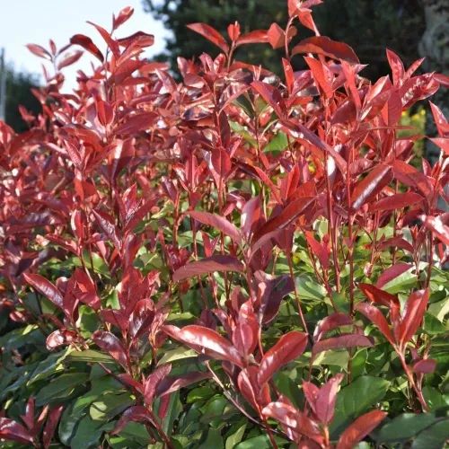 Korallberkenye 'Red Select' konténerben (cserépben)
