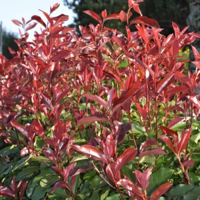 Korallberkenye 'Red Select' konténerben (cserépben)