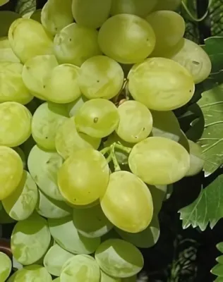 Belgrádi magvatlan szőlőoltvány konténerben (cserépben)