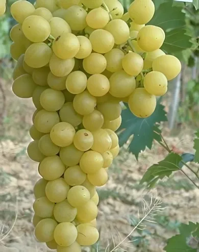 Palatina szőlőoltvány Palatina szőlőoltvány "R" konténerben (cserépben)
