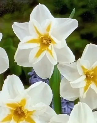 Lemon Beauty nárcisz hagyma (5 db/csomag)