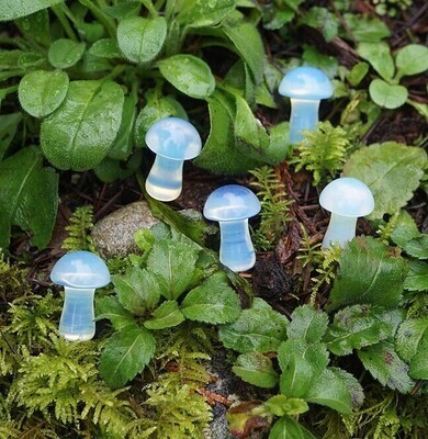 Gemstone Mushrooms