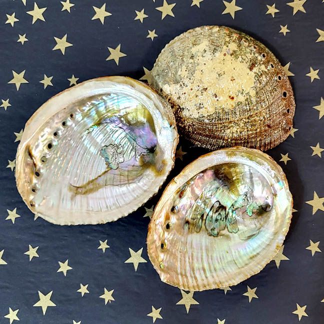 🐚 Abalone Shell - Golden