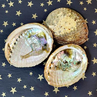 🐚 Abalone Shell - Golden