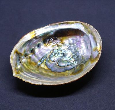 Medium Abalone Shell