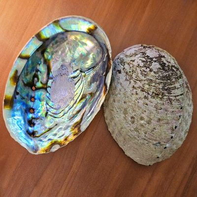 🐚 Abalone Shell - Blue