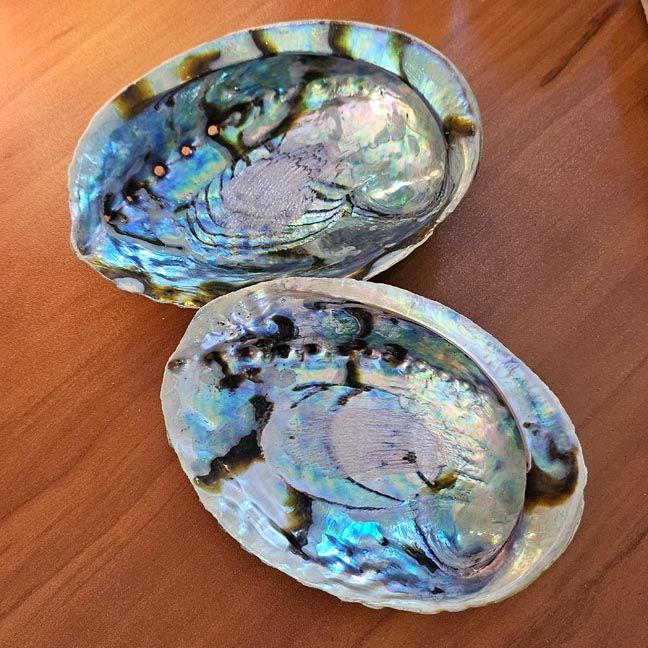 Medium Abalone Shell