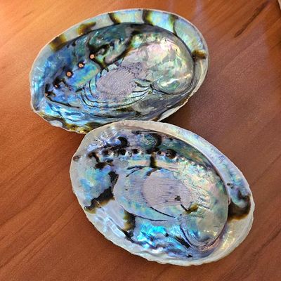 Medium Abalone Shell