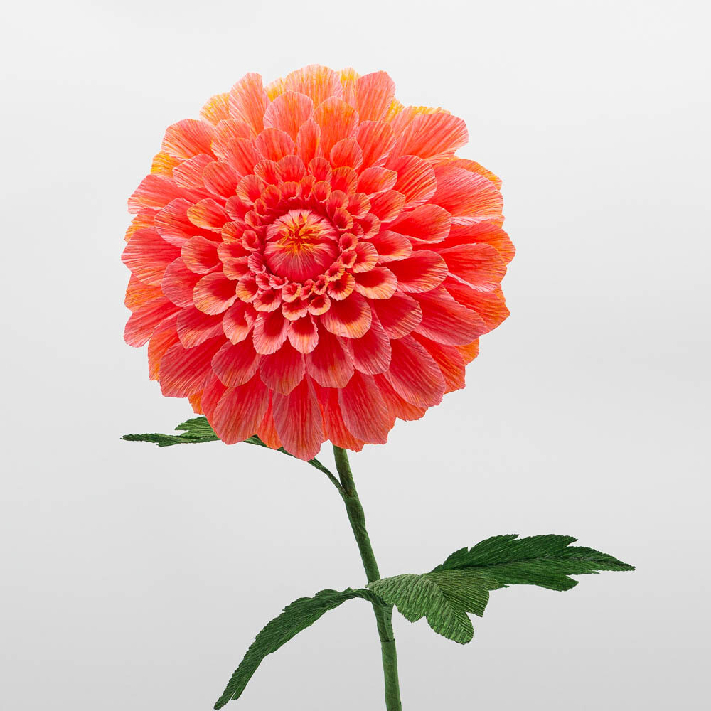 Dahlia
