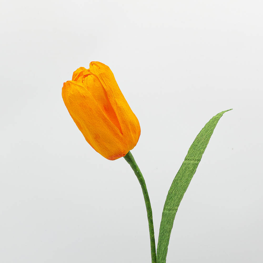 Tulipe