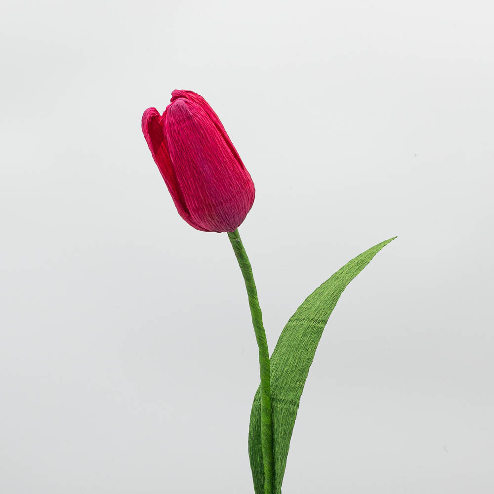 Tulipe