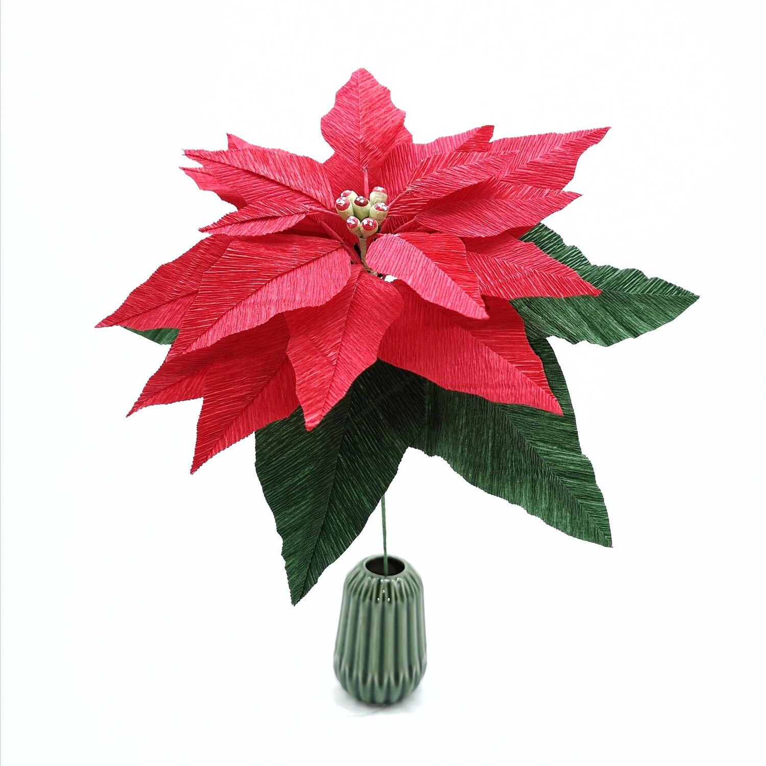 Poinsettia Etoile de Noël