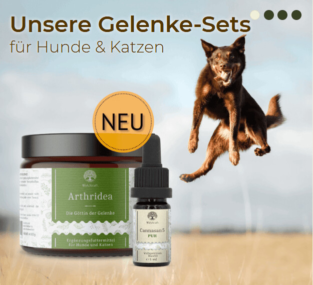 Waldkraft Gelenke-Set für Hunde: Arthridea und CBD Waldkraft Gelenke-Set für Hunde: Arthridea und CBD