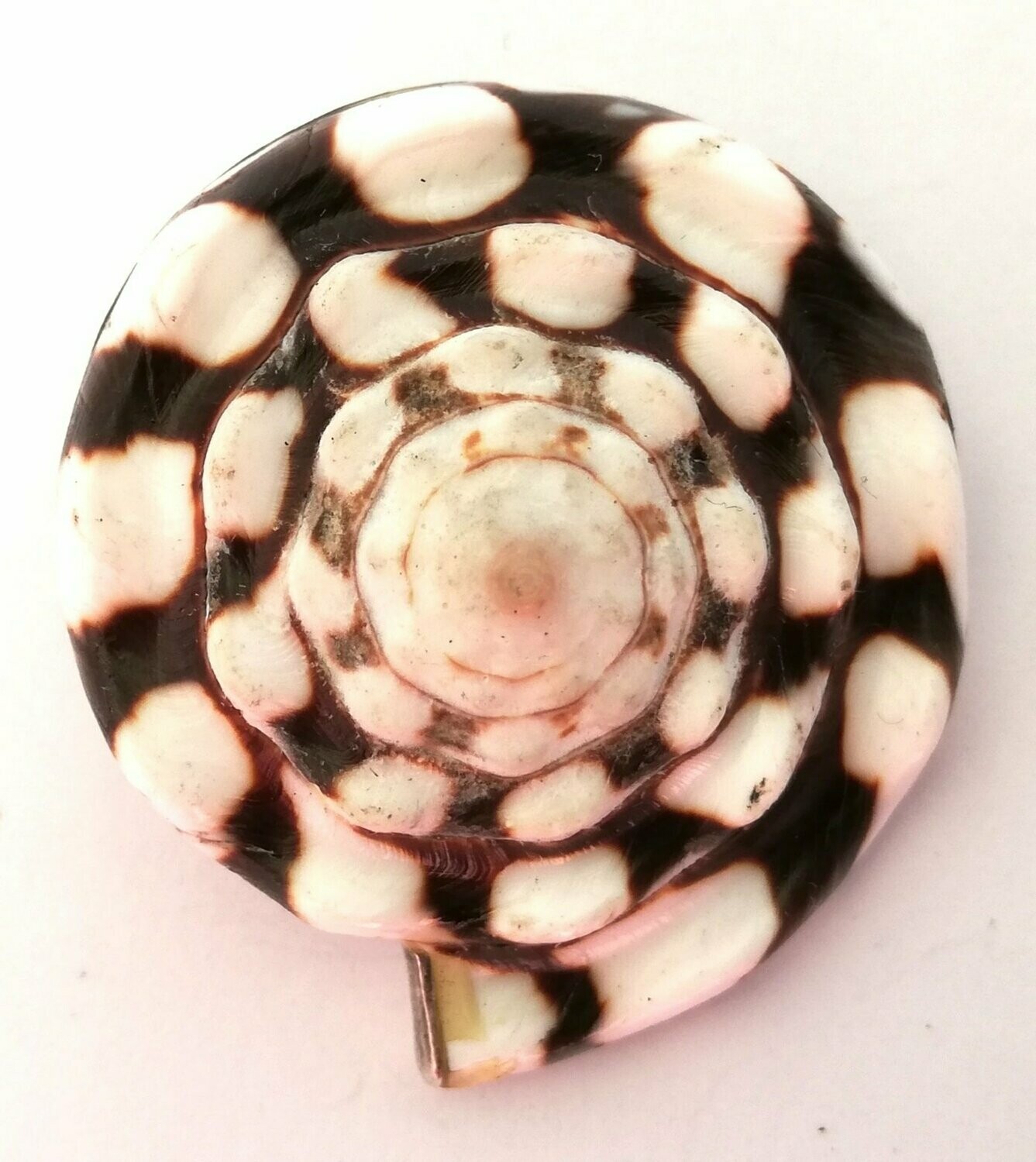 versteinerte Süsswasser Schnecke, 925 Sterling Silber
