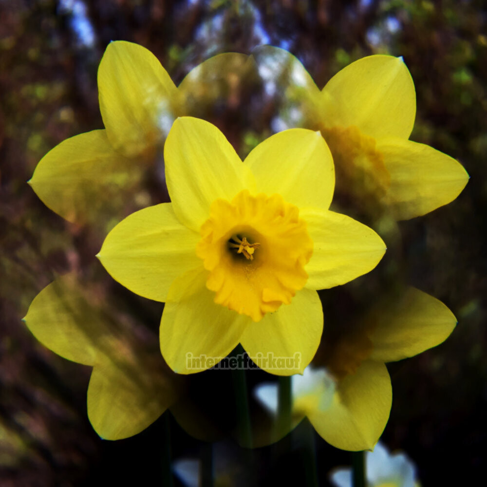 5-fach Multi Image Filter Prisma Tricklinse 52mm