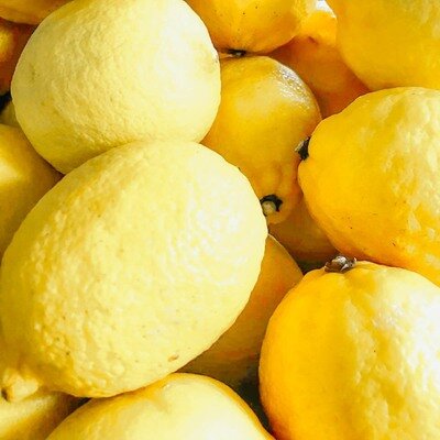 Lemon (Large)