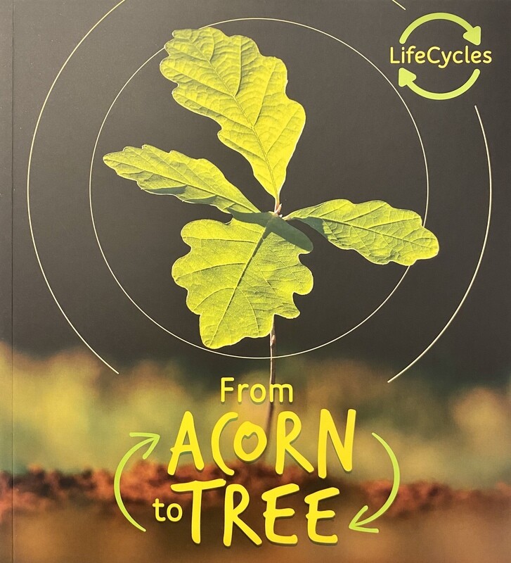 Lifecycles - From Acorn to Tree