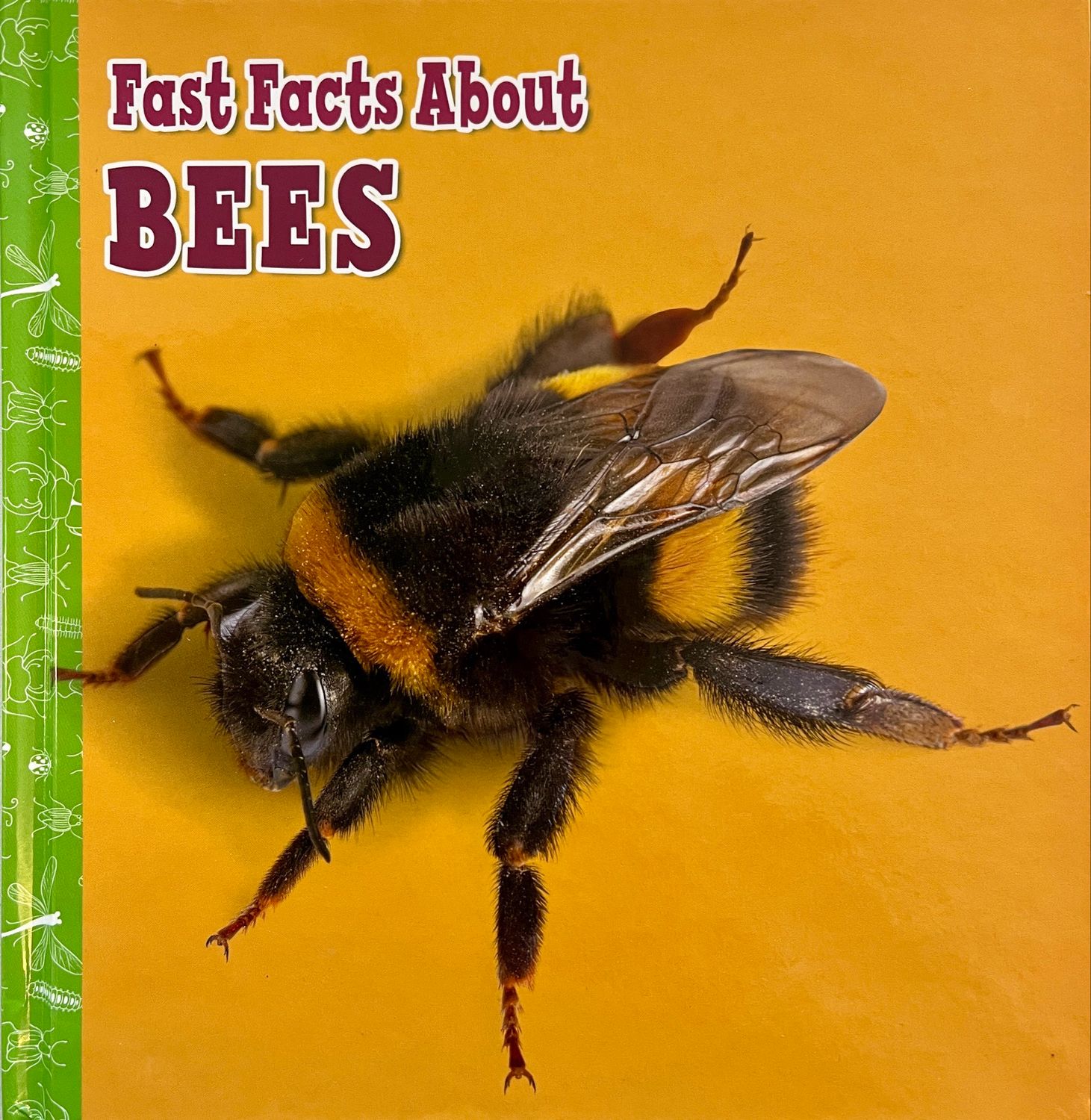 Fun Facts About Bees
