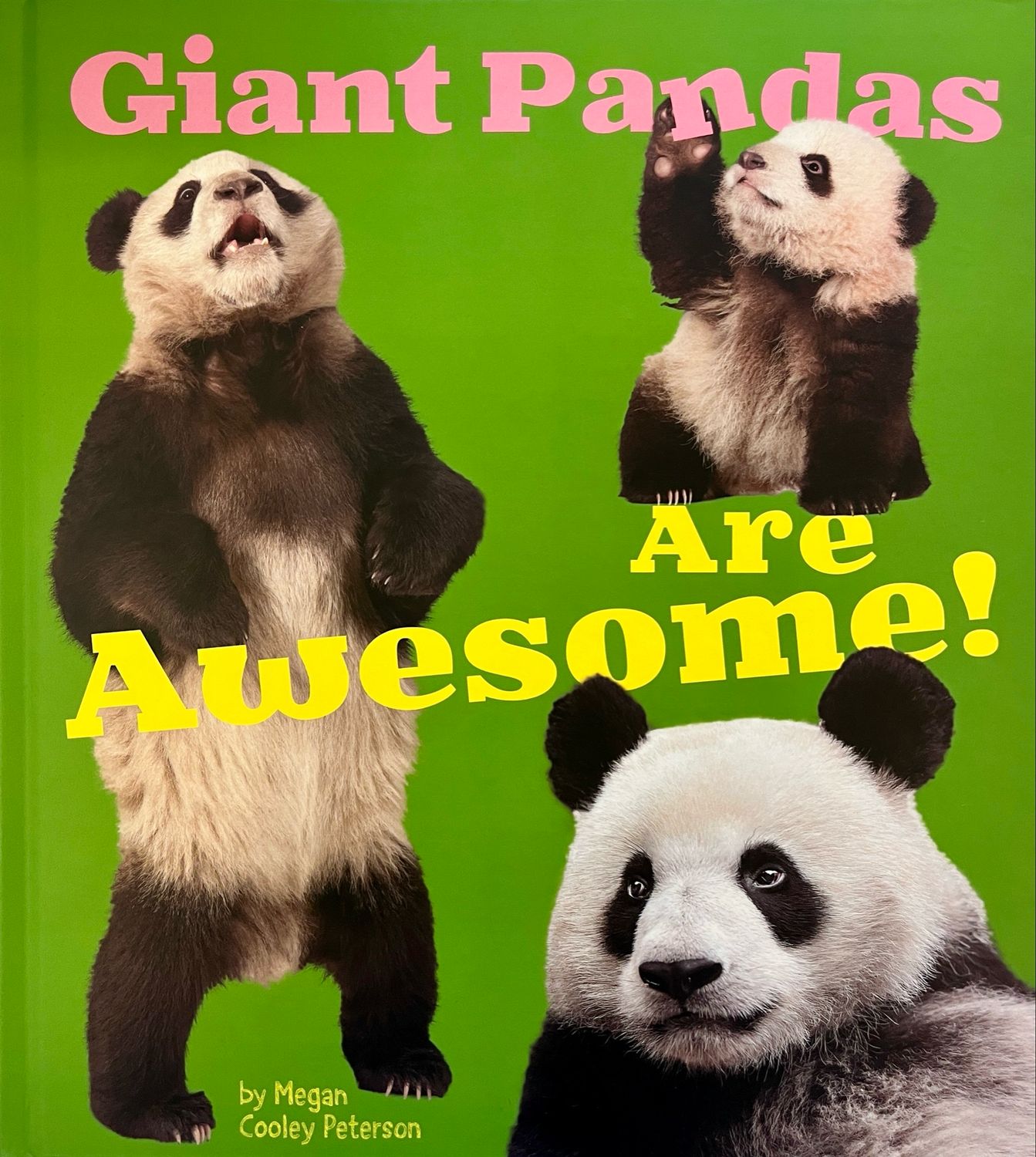 Giant Pandas Are Awesome!