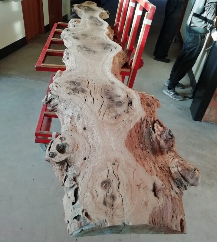 Planche xxl en orme brut