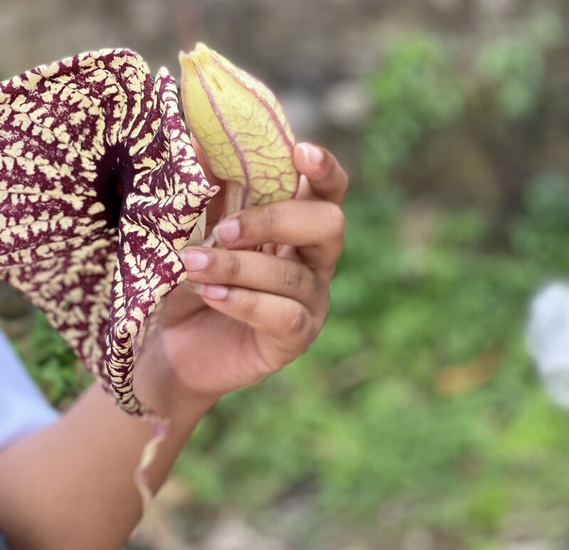 Jamaican Duck Flower Detox