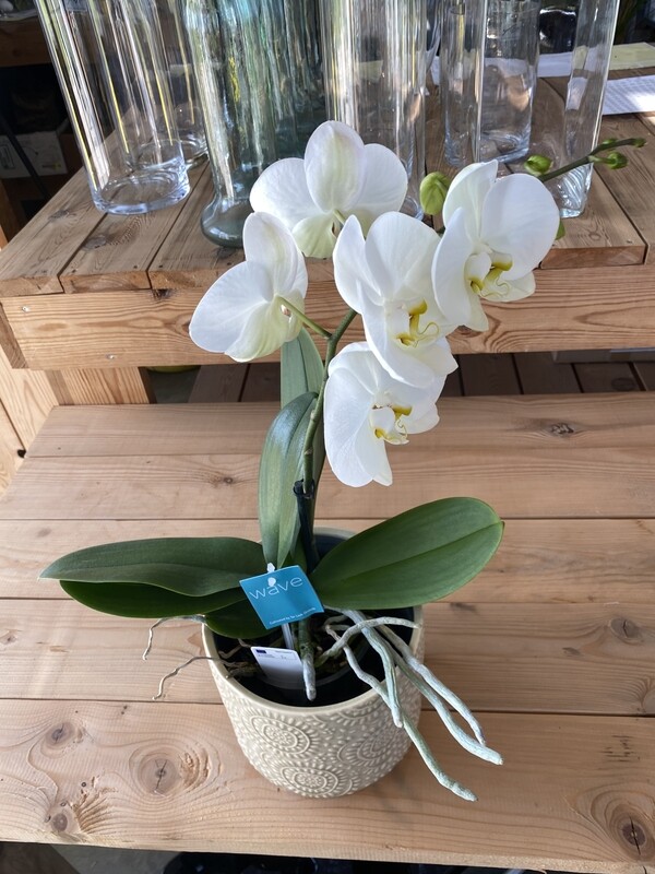 Orchidee
