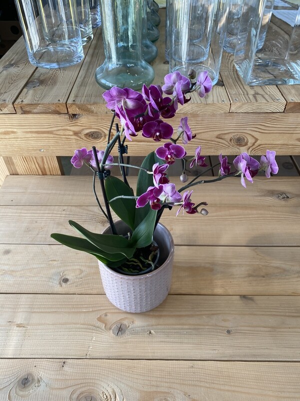 Orchidee