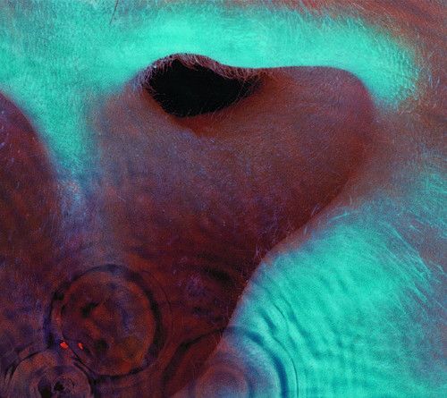 Pink Floyd &quot;Meddle&quot; EX+ 1971 [r6502929]