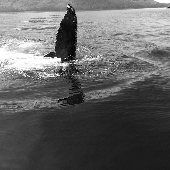 David Dunn &quot;Whales In Space&quot; *CD* 2025