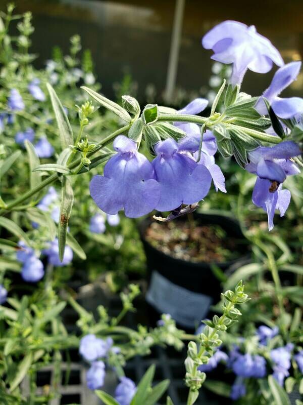 Azure Sage (S. azuria)