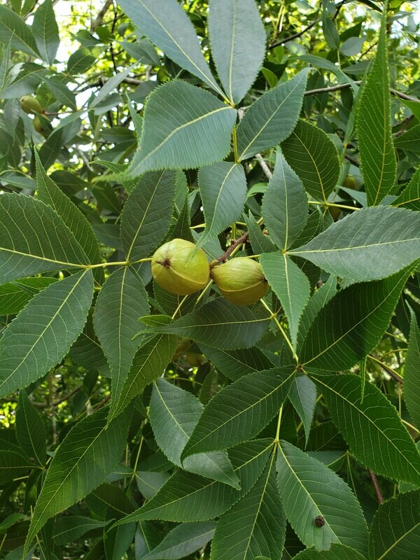 Pignut Hickory