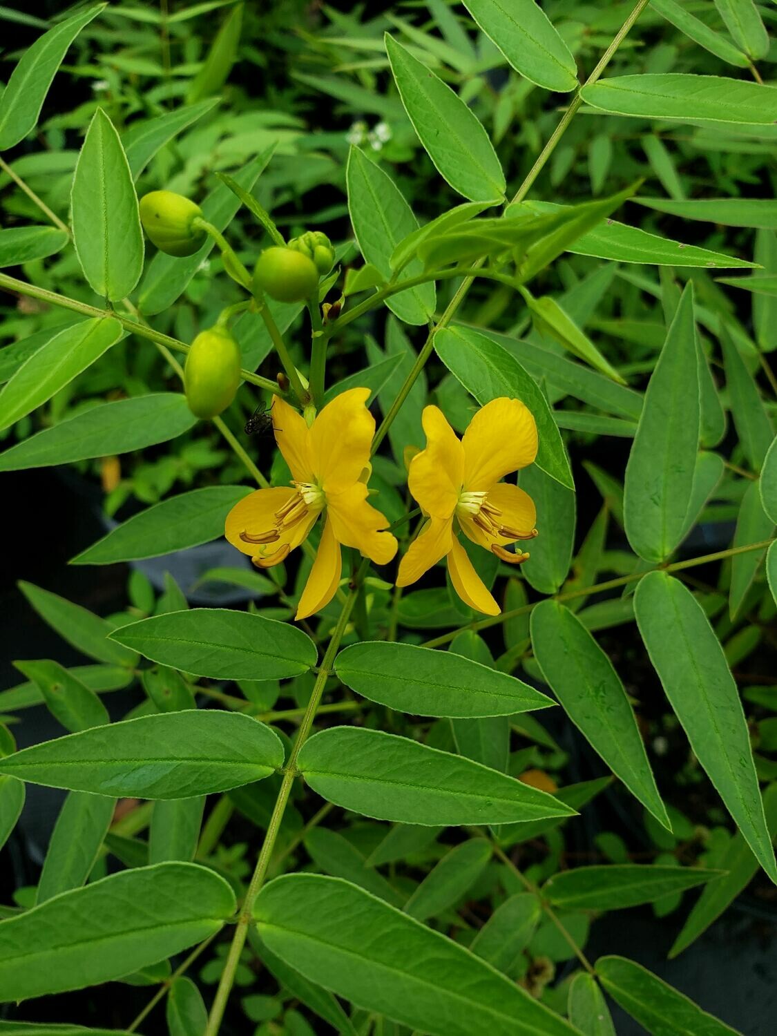 Privet Cassia