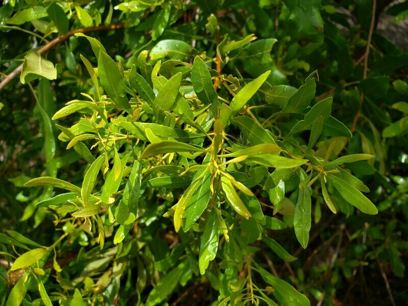Wax Myrtle