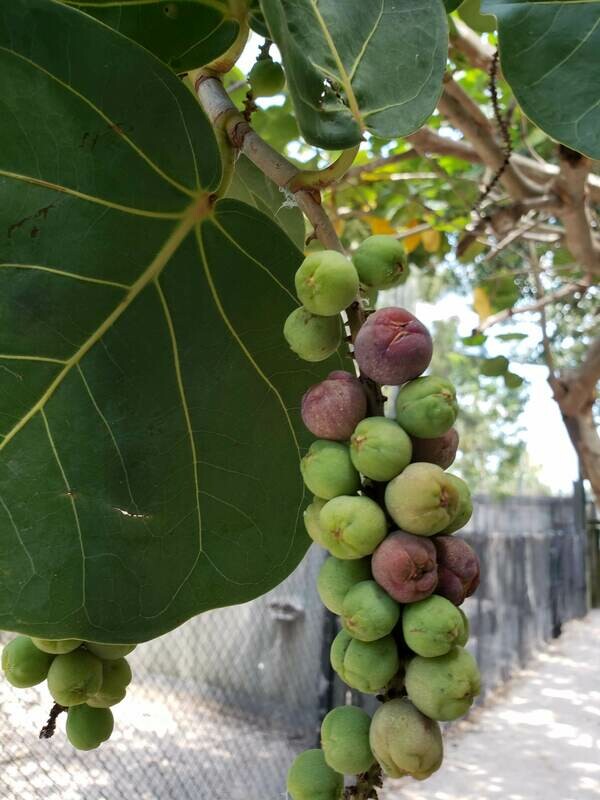 Sea Grape 