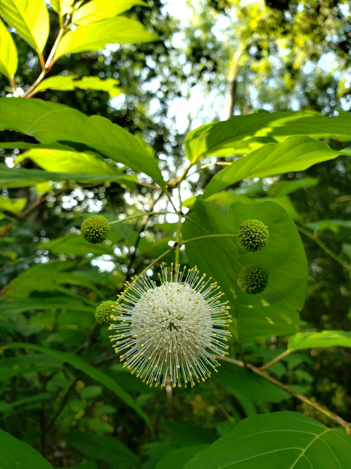 Buttonbush