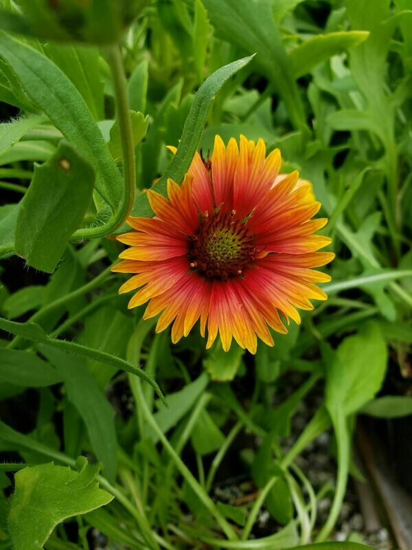 Blanket Flower