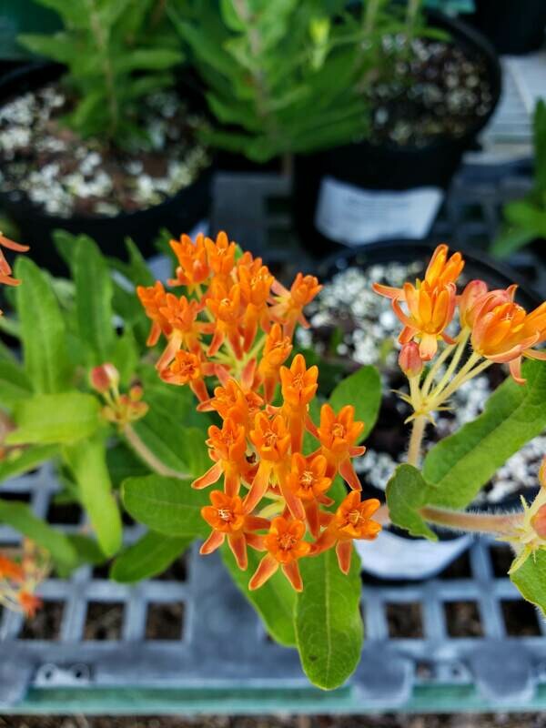 Butterfly Milkweed Tuberosa (Butterfly Weed)