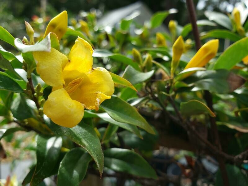 Carolina Jessamine