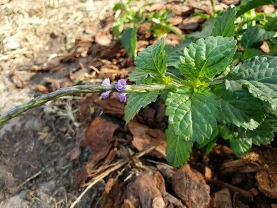 Trailing Porterweed