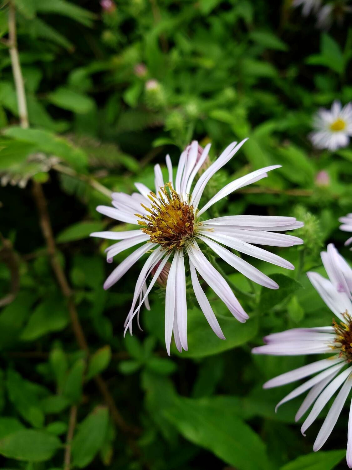 Climbing Aster