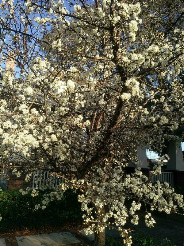 Flatwoods Plum