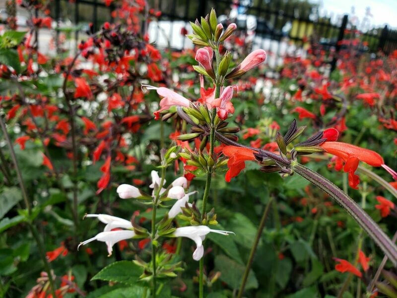 Tropical Sage