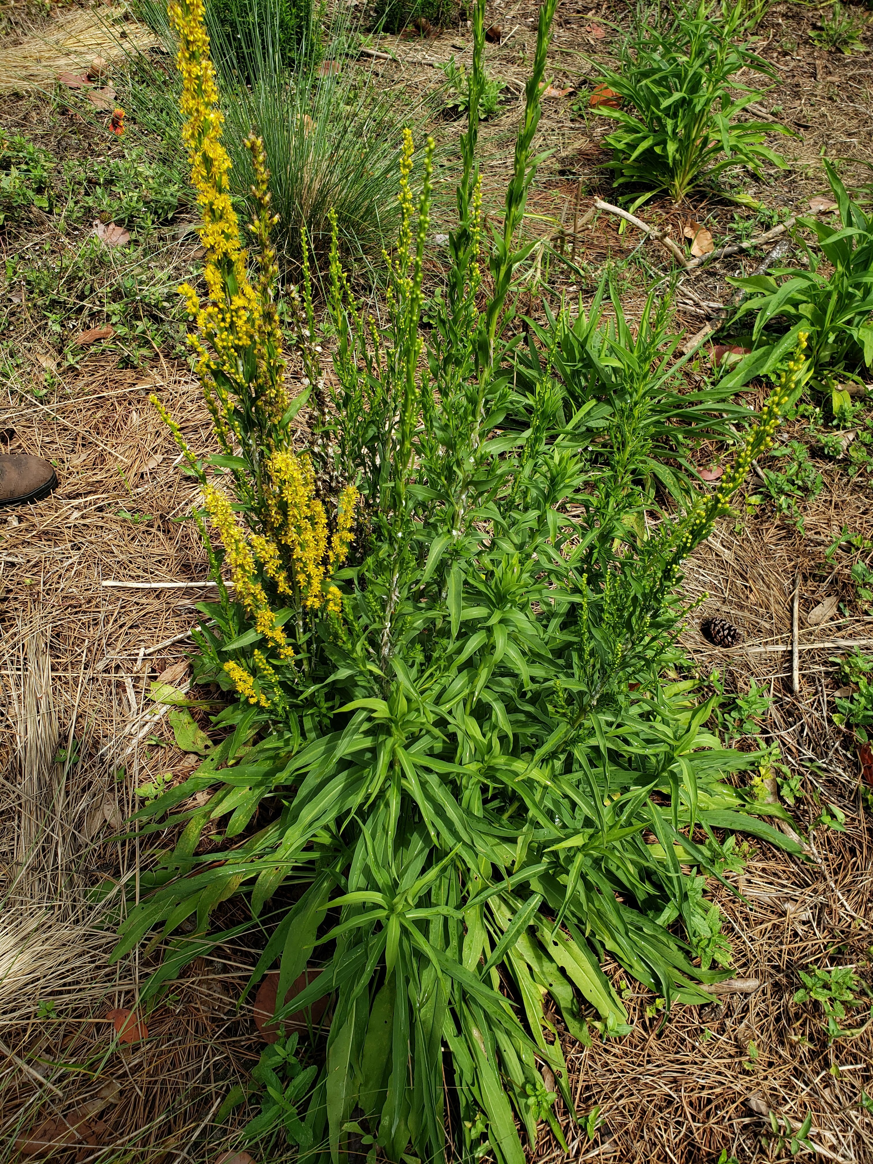 Coastal Resilience: Embracing Florida’s Salt-Tolerant Plants