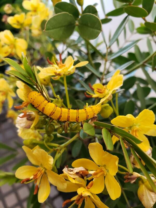 Bahama Cassia