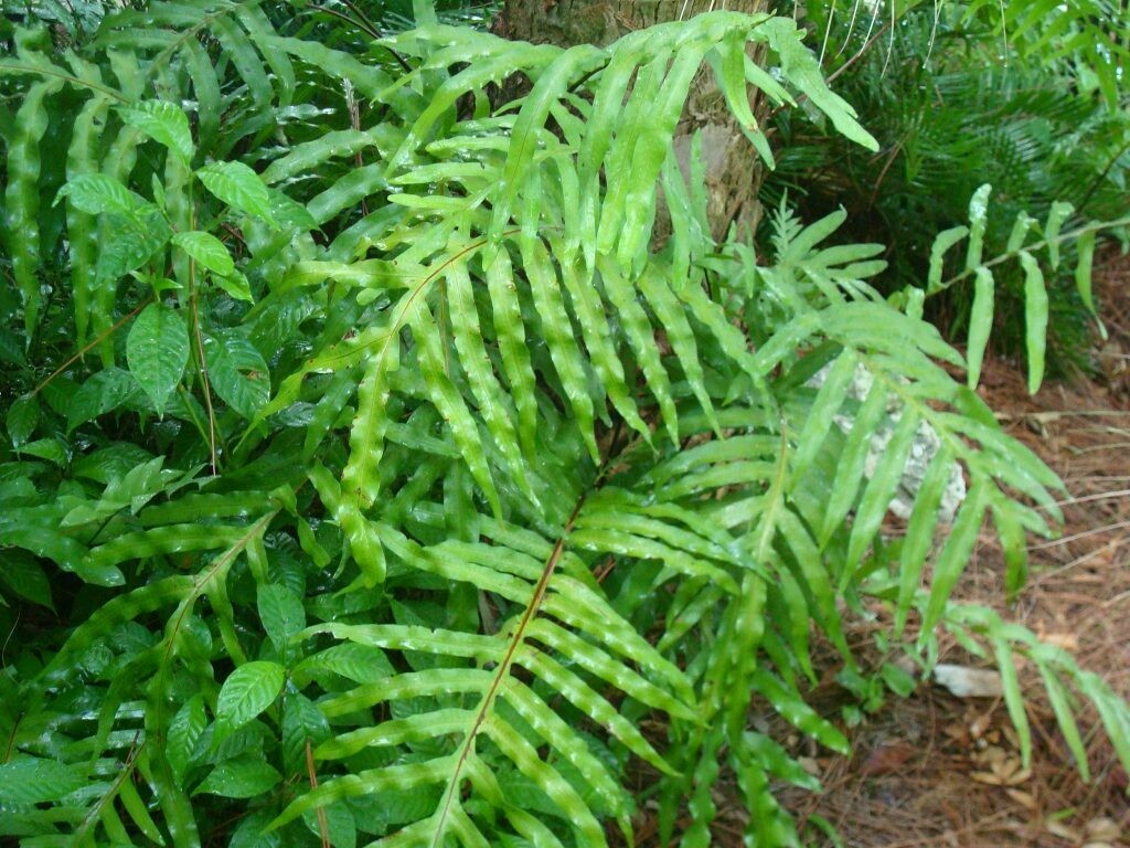 Cabbage Palm Fern (Polypody)